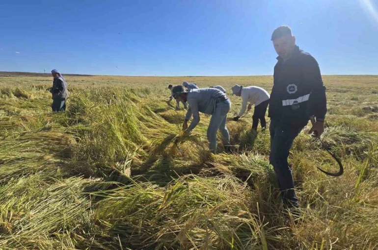 Karacadağ pirincinde ilaç kalıntısı olmadığı analizlerle doğruladı 
