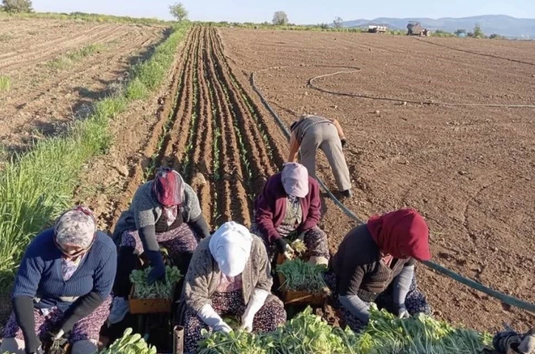 Karacasu’da çiftçilerin tütün mesaisi başladı 