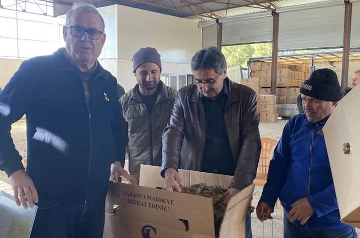 Karacasu’da tütünler paketlenmeye başladı, üretici fiyatlardan dert yandı