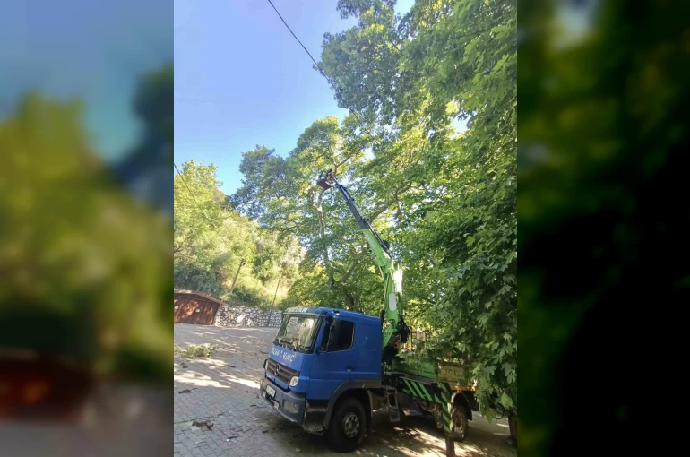 Karacasu’daki anıt ağaçlar yaz dönemine hazırlandı 