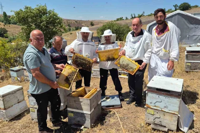 Karadeniz arı genotipinin ıslahı için çalışmalar sürüyor: Hedef daha verimli ana arı üretimi