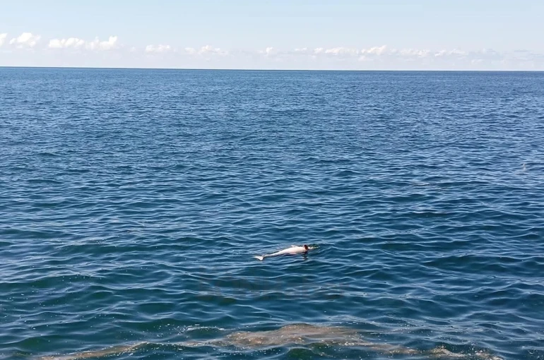 Karadeniz Ereğli’de sahilde ölü yunus bulundu 