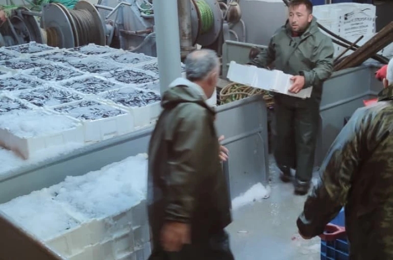 Karadeniz’de hamsi bolluğu 