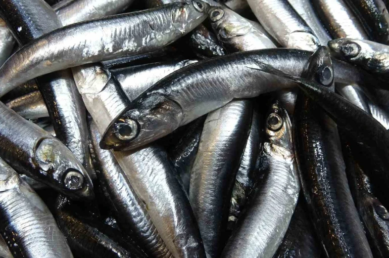 Karadeniz’de hamsi bolluğu sürüyor, mezgit ise birkaç gündür görünmüyor 