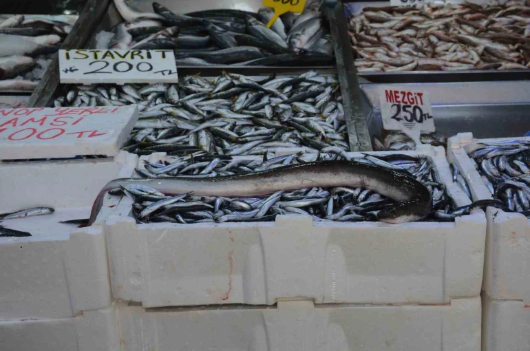 Karadeniz’de nadir görülen yılan balığı yakalandı