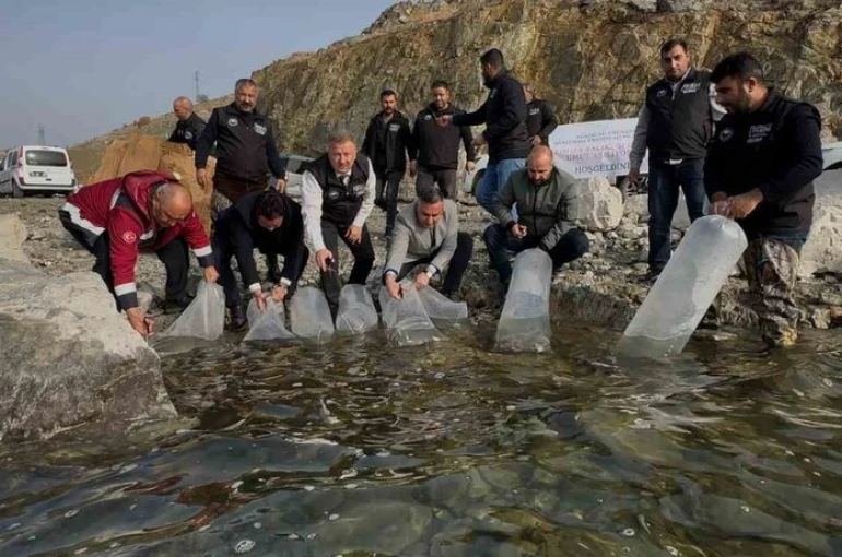 Karakaya Baraj Gölü’ne 420 bin yavru balık bırakıldı 