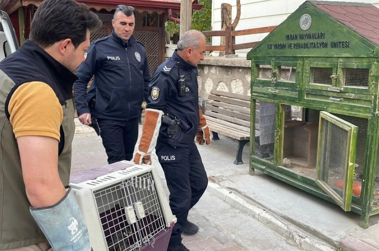Karaman'da yaralı doğan koruma altına alındı