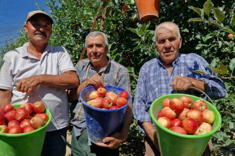 Karaman’da erkenci elma hasadı başladı: Rekolte yüksek 