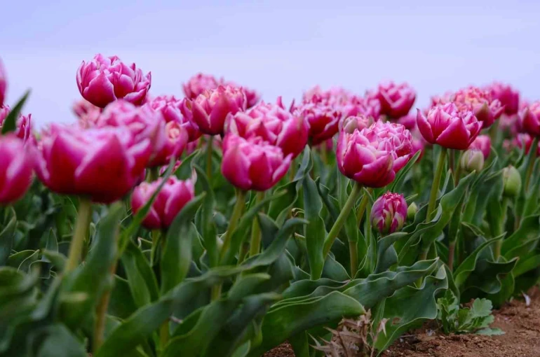 Karaman’da lale tarlası ziyaretçilerine hazırlanıyor