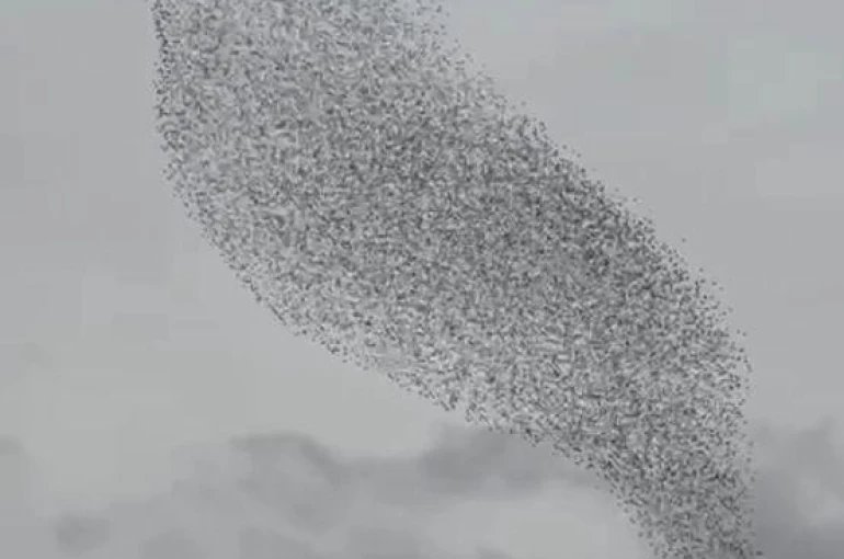 Karapınar'da sığırcık kuşları görsel şölen oluşturdu