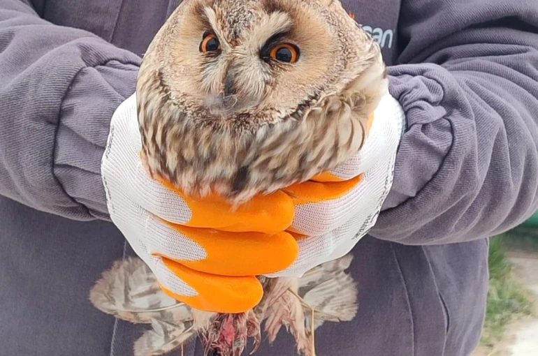 Karapınar’da yaralı baykuş tedaviye alındı