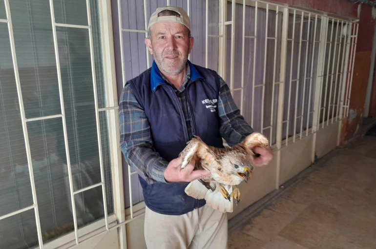 Karapınar’da yaralı kızıl şahin tedavi altına alındı