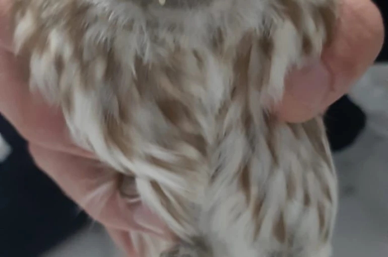 Karapınar’da bulunan yaralı baykuş koruma altına alındı 