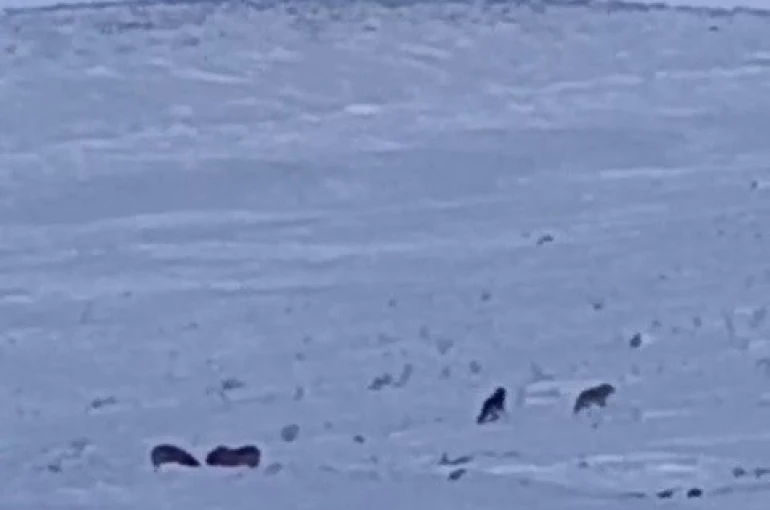 Karayazı’da gündüz vakti kurt saldırısı: Yavru köpek telef oldu 