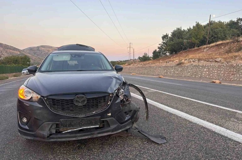 Karayoluna çıkan sürüye otomobil çarptı 