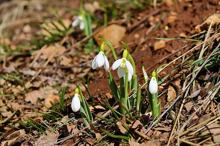 Kardelenler Konya'nın yüksek kesimlerinde görücüye çıktı
