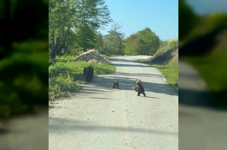 Kardeşlerin anne ayı ve yavruları ile sohbeti gülümsetti 