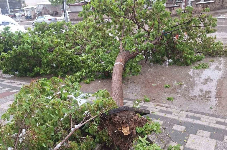 Karın ağırlığına dayanamayan ağaçlar devrildi 