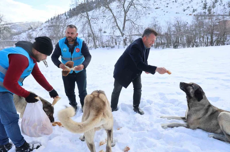 Karla kaplanan orman ve yaylalardaki canlılara şefkat eli 