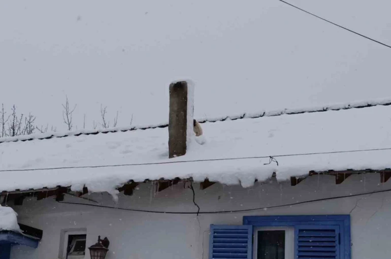 Karla kaplı çatıda mahsur kalan minik köpek kurtarıldı 