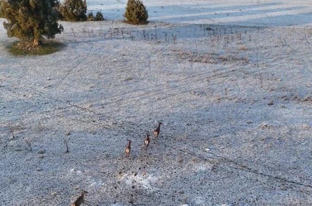 Karla kaplı dağlarda koşuşturan geyikler dronla böyle kaydedildi 