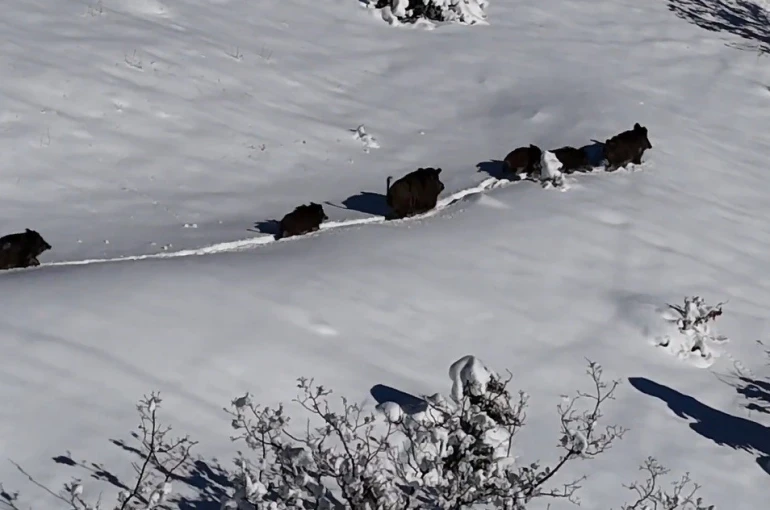 Karlı arazide ilerleyen domuz sürüsü havadan görüntülendi 