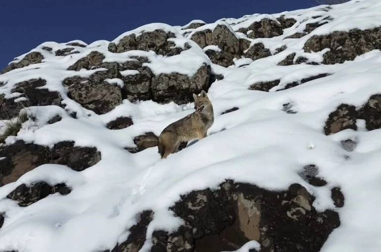 Karlı dağlık alanda yiyecek arayan kurt dronla görüntülendi 