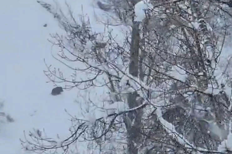 Karlı havada yiyecek arayan yaban domuzu görüntülendi