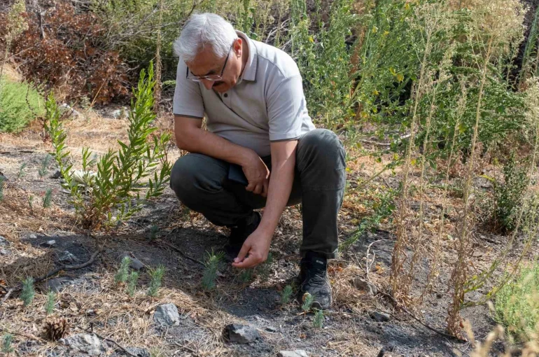 Karşıyaka Yamanlar’da yanan ormanlar yeşeriyor 