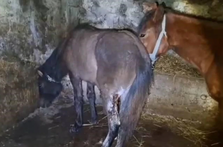 Kars’ta 15 atı ayaklarından vurdular 