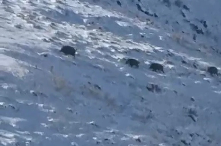 Kars’ta aç kalan yaban domuzları yerleşim yerlerine indi 