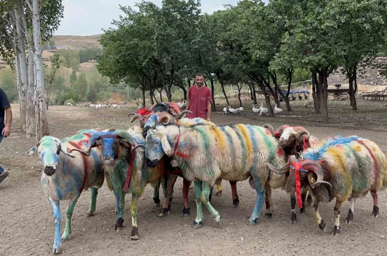 Kars’ta asırlık "koç katım" geleneği renkli görüntülere sahne oldu 