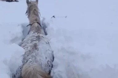 Kars’ta bu kez at kara saplandı 