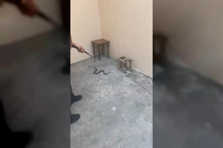 Kars’ta evin bahçesine giren yılan itfaiyeyi harekete geçirdi