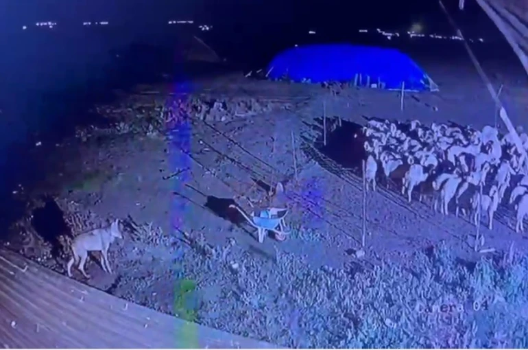 Kars’ta gece yarısı yerleşim yerine inen kurt güvenlik kamerasında