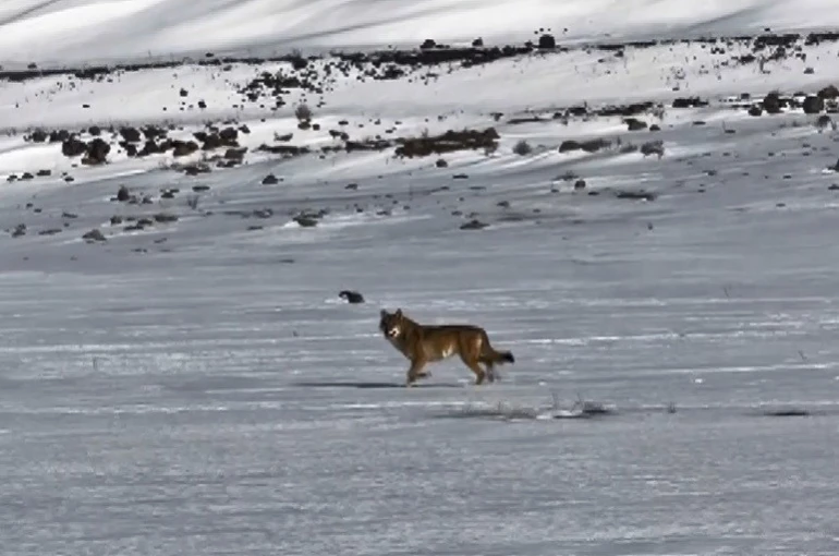 Kars’ta hareket halindeki aracı takip eden kurt kameraya yansıdı 