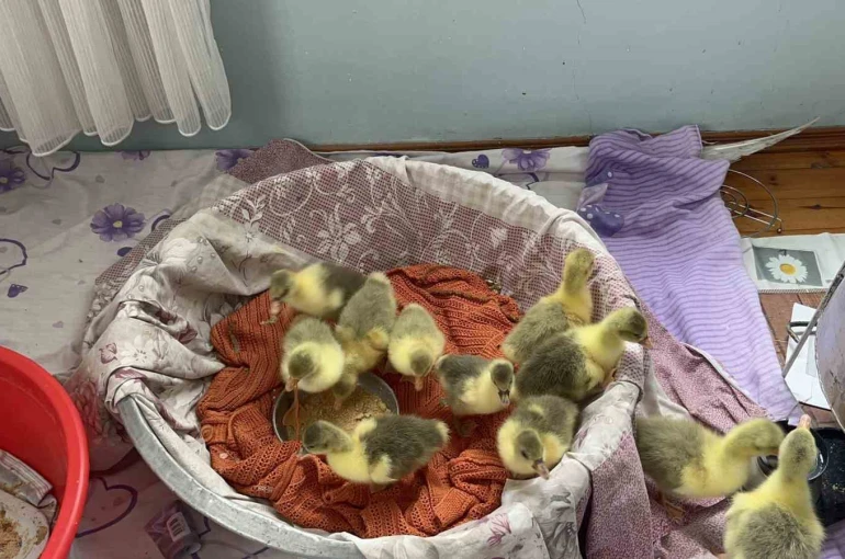 Kars’ta kazlar kuluçkada, köylerde seferberlik başladı 