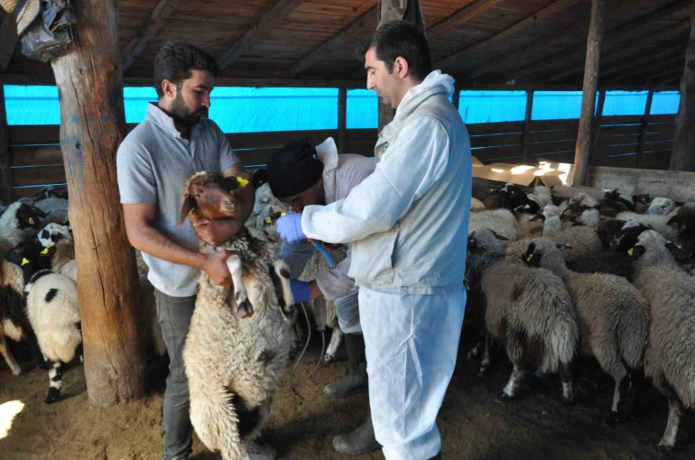 Kars’ta küçükbaş hayvanlara kayıt altına alınıyor 