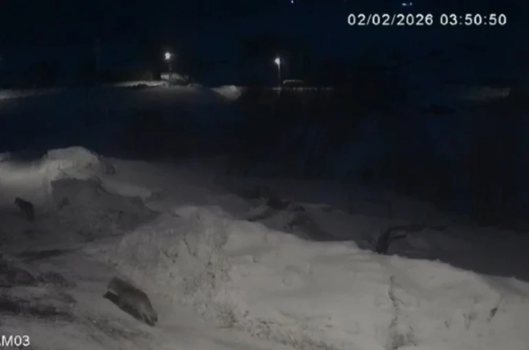 Kars’ta kurtlar köylerde cirit atıyor