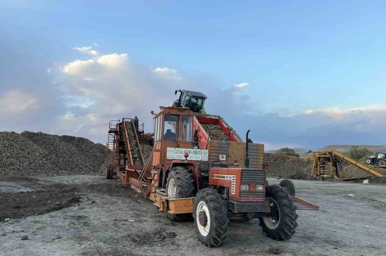 Kars’ta şeker pancarı hasadında yoğun mesai: Çiftçiler zamanla yarışıyor 