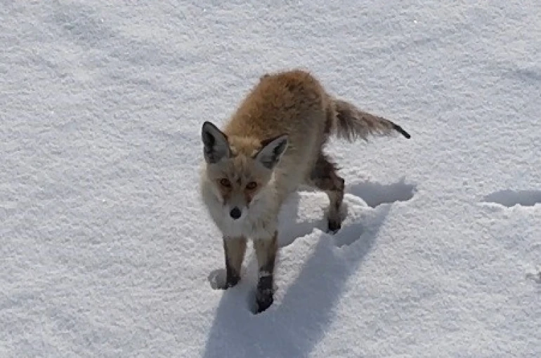 Kars’ta tilkinin dronla imtihanı: Önce baktı, sonra hızla kaçtı
