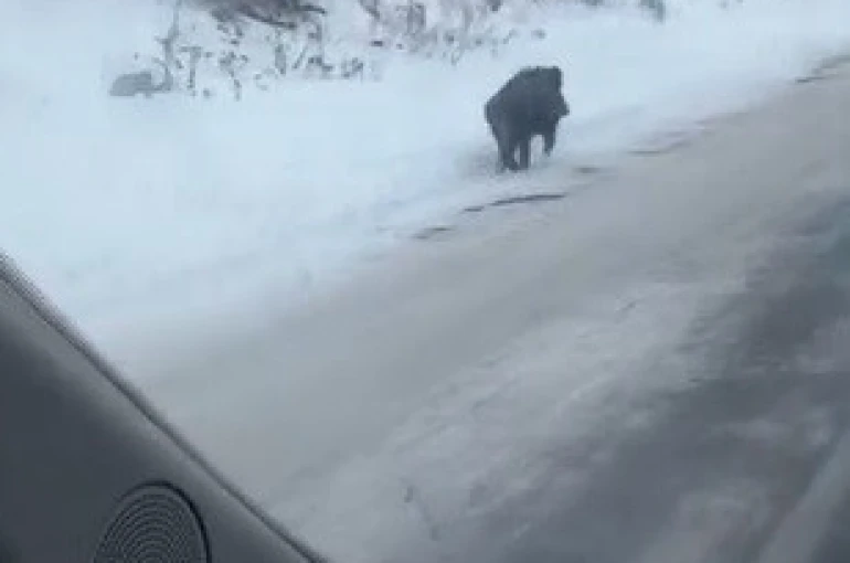 Kars’ta yol kenarında ilerleyen domuz cep telefonuyla kaydedildi