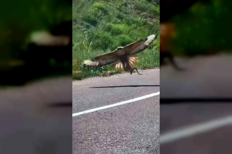 Kartalın nefes kesen yılan avı kamerada 