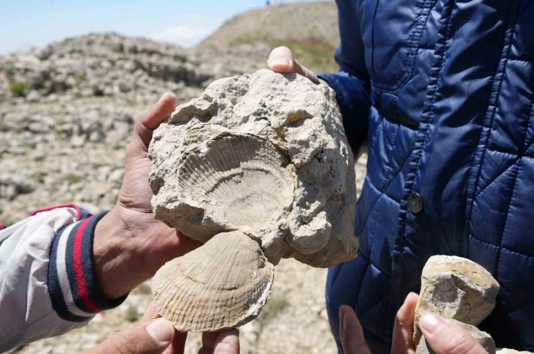 Kastamonu-Çankırı sınırındaki 2 bin 587 rakımlı dağın zirvesinde deniz fosilleri bulundu 