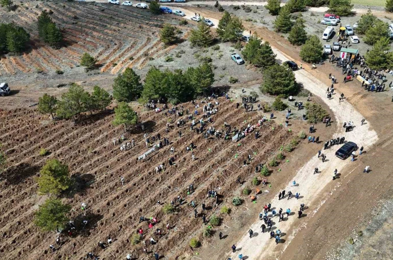 Kastamonu’da 210 bin fidan toprakla buluşturulacak 
