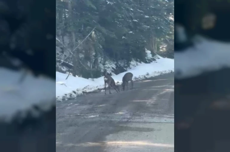 Kastamonu’da karacalar su içerken görüntülendi 