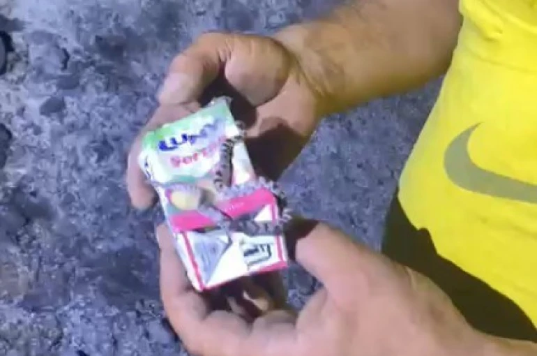 Kastamonu’da küle dönen ormanda sağ bulunan yavru yılan görenleri şaşırttı 