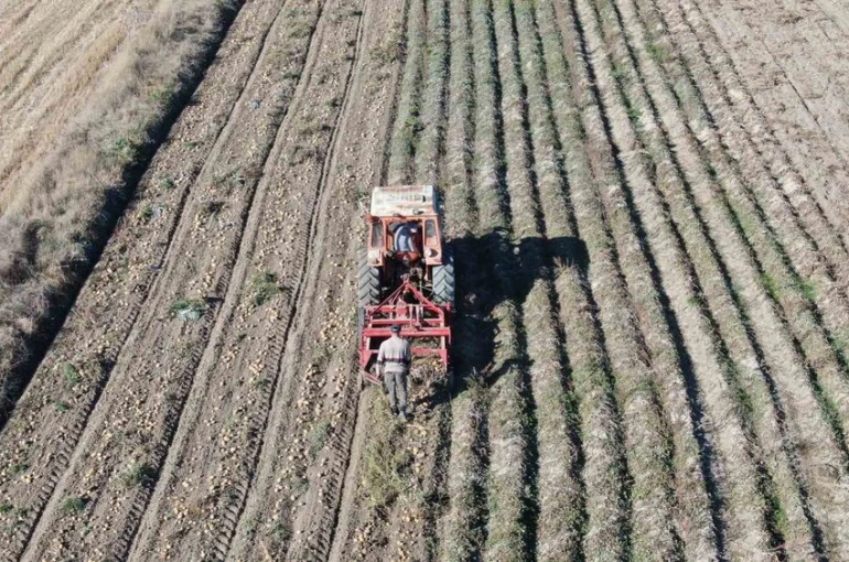 Kastamonu’da patates hasadı sürüyor 