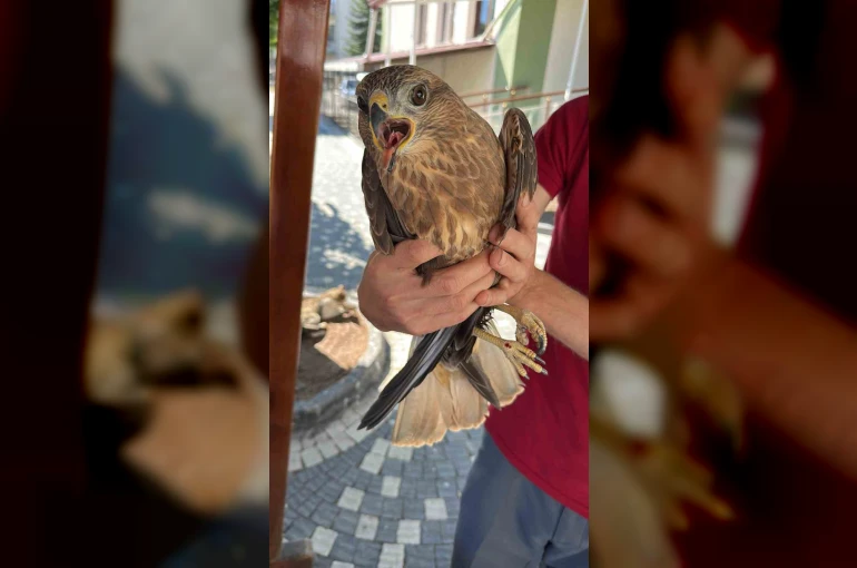 Kastamonu’da yaralı halde bulunan kuş tedavi altına alındı