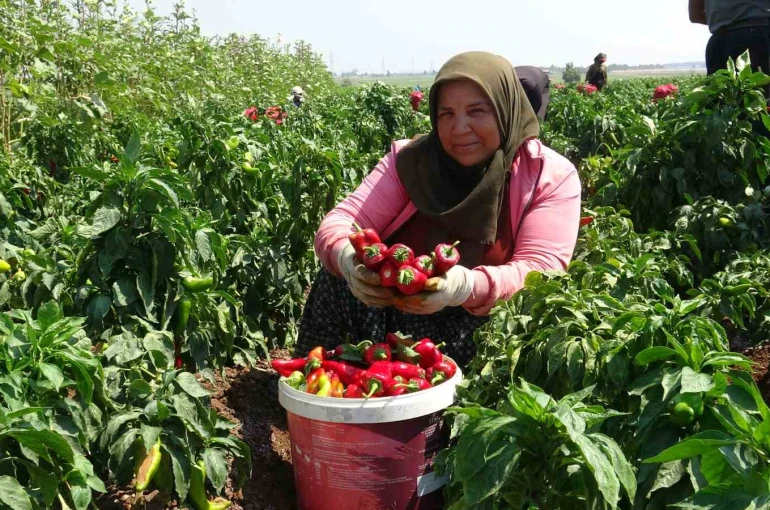 Kavurucu sıcakta acı hasatta çalışan işçiler ellerini yüzlerine süremiyorlar
